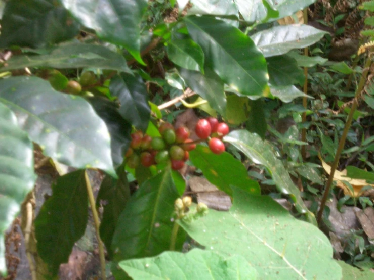 some small berries hanging on a tree outside