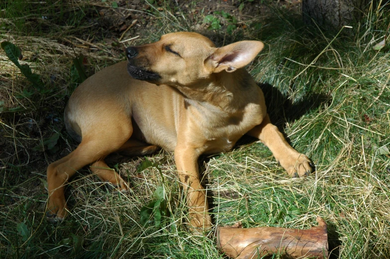 a brown dog laying down on top of grass