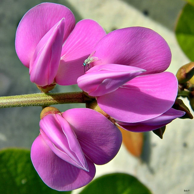 a flower bud emerging from the side of it