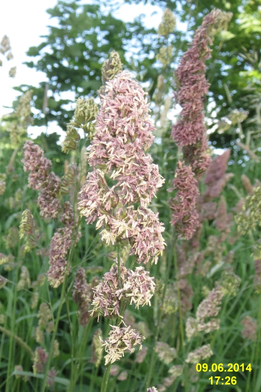 some pink flowers in the middle of a garden