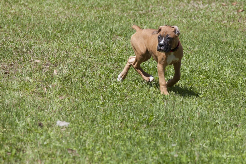 a dog running in a grassy field carrying a stick