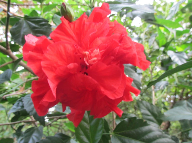 a red flower growing out of the center of leaves