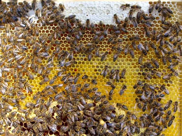 a bunch of bees on a honeycomb with many other buzzs