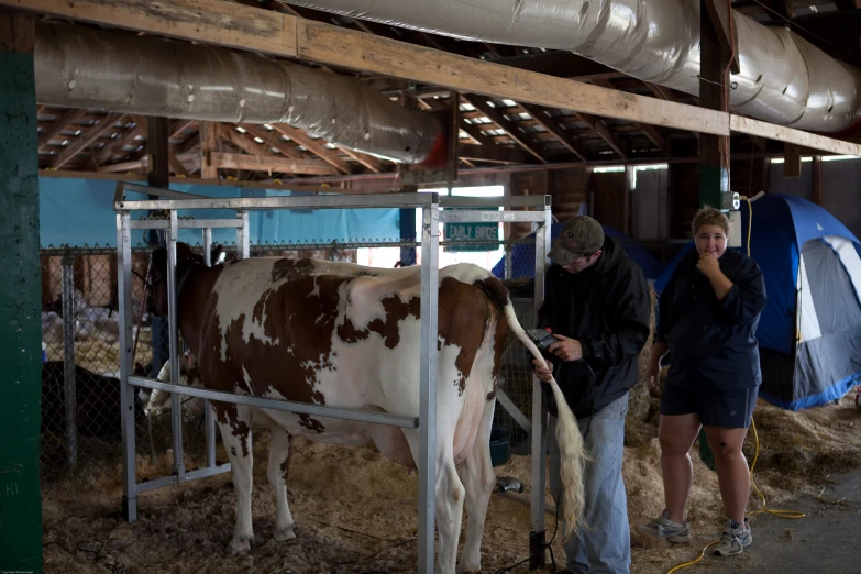 a man and a woman standing in front of a cow