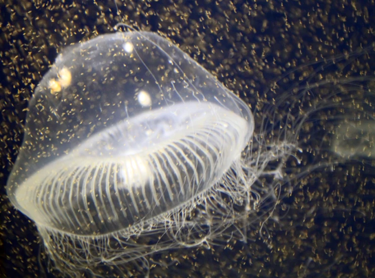 the jellyfish is submerged in its tank with bubbles