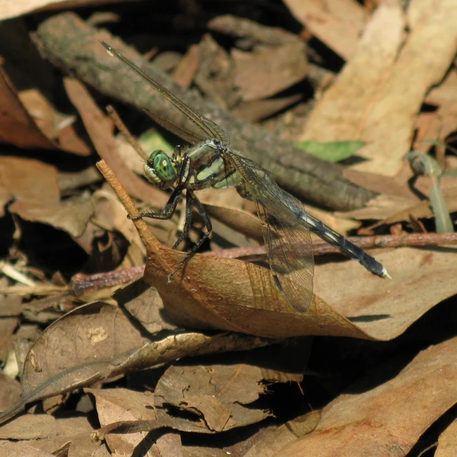 a couple of green and yellow dragonflies on leaves