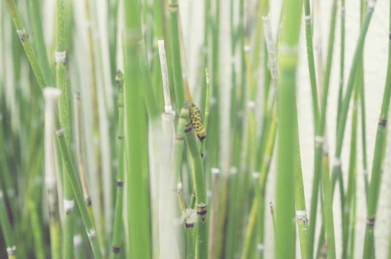 a green area with many thin, thin grass