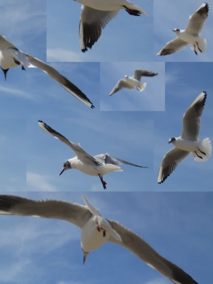 several pos of seagulls flying in the sky
