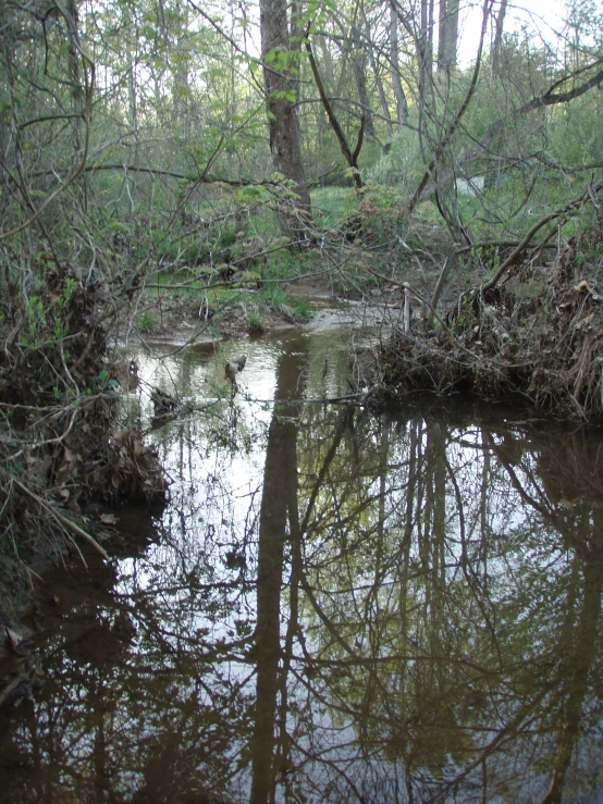 the reflection of trees in the water and the reflection of trees in the water