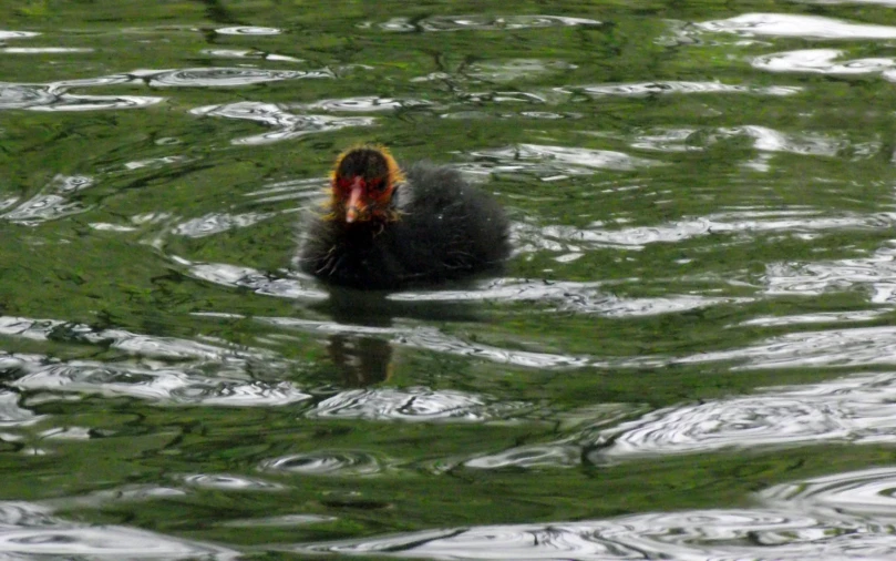 a black bird is floating in the water