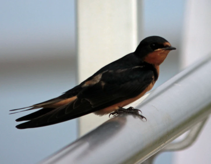 bird perched on top of metal post looking around