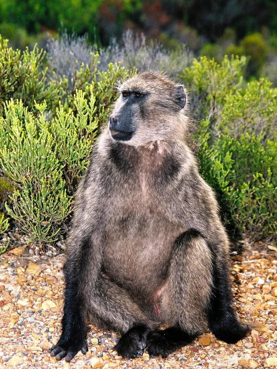 the baboon looks alert as he sits on rocks outside