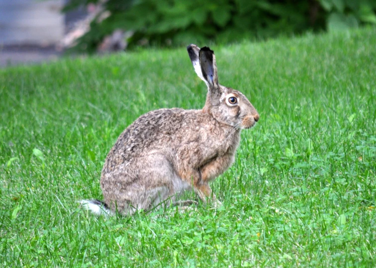 a small rabbit with feathers up in the air