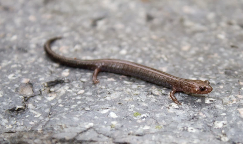 a small lizard that is laying on the ground