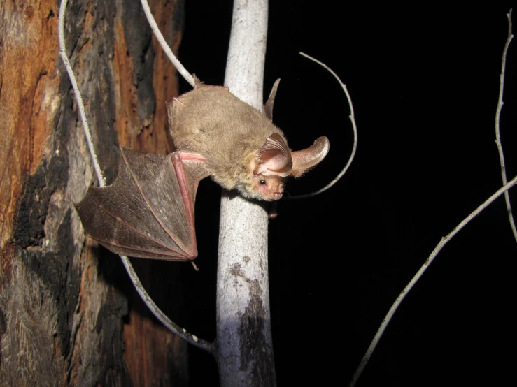 a brown bat with its mouth open sitting on a nch