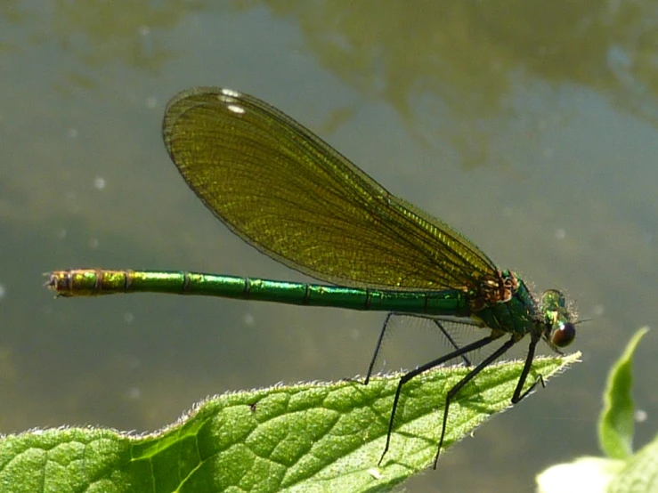 a green dragonfly is resting on a leaf in the water