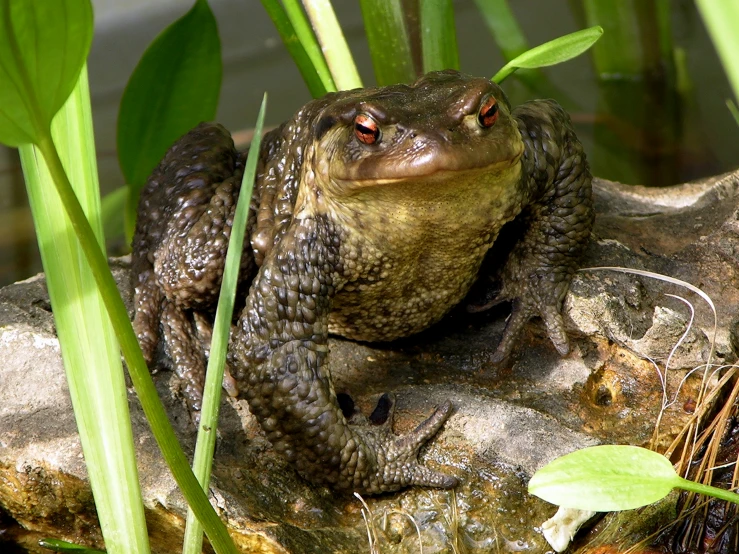 the frog is resting on a rock among plants