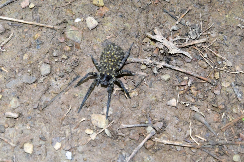 a very big pretty spider on the ground