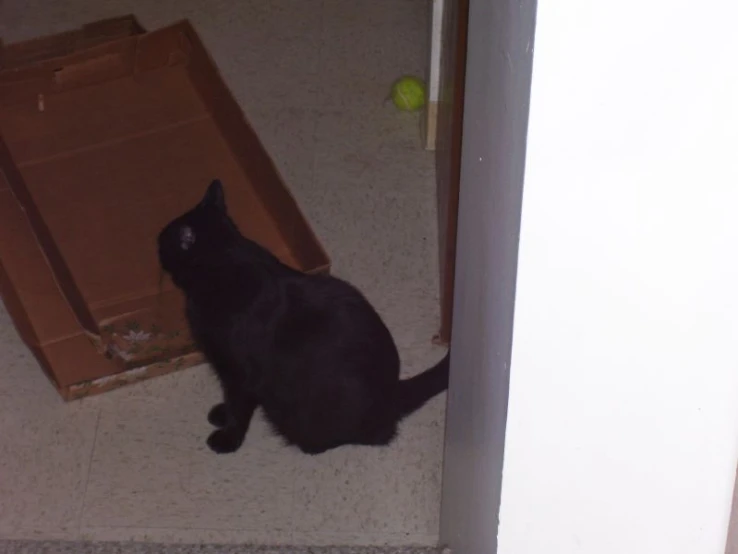 a cat sitting in front of a box on the ground