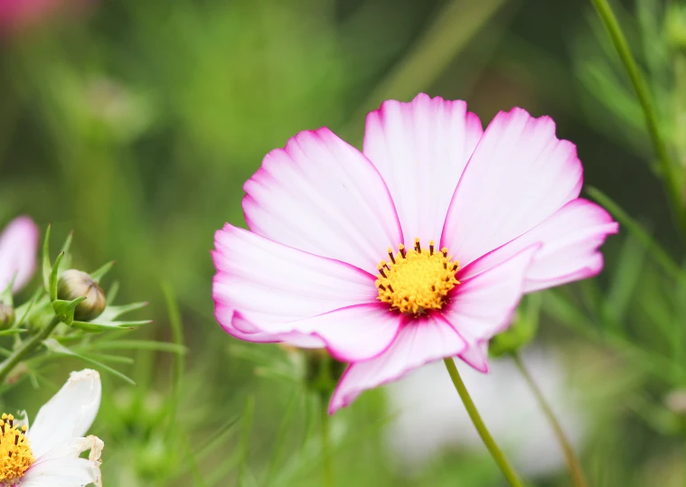 pink and white flowers are shown in closeup