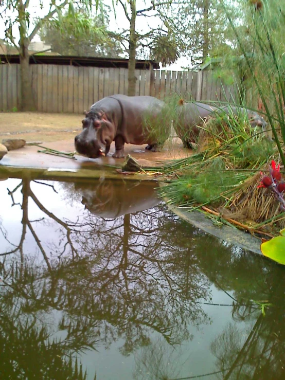 a hippo is walking near the water with some plants