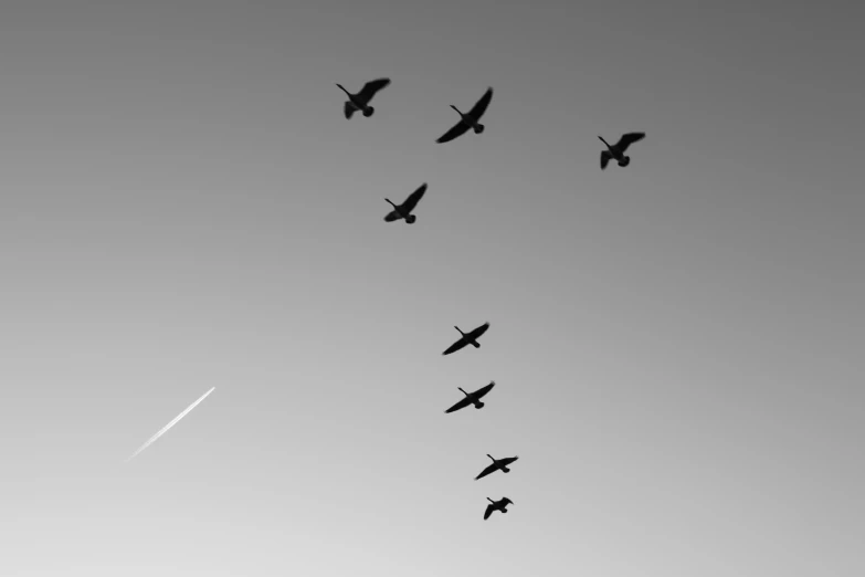 a group of birds flying in the sky