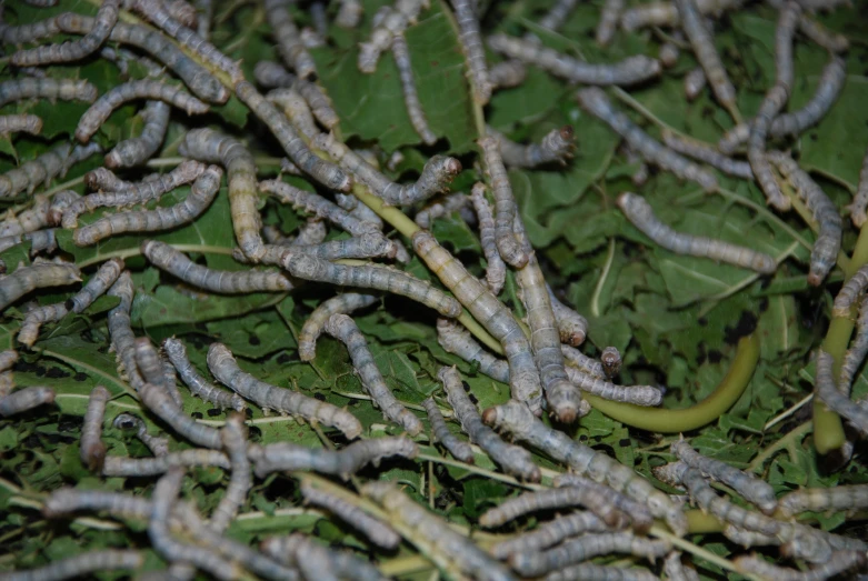 a bunch of bugs crawling across some green plants