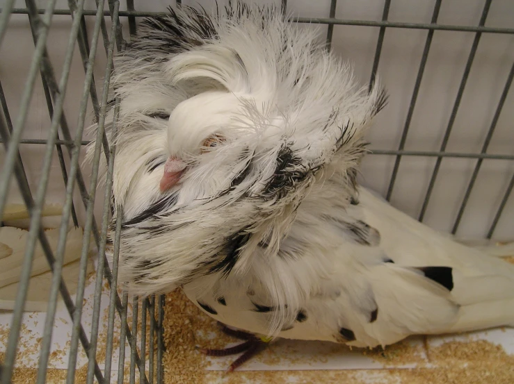 a bird sits inside a cage and is half covered by feathers