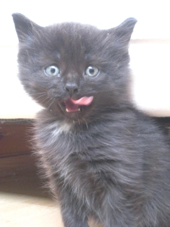 the kitten is sticking its tongue out for the camera
