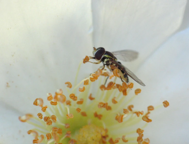 a fly sitting in the middle of a flower