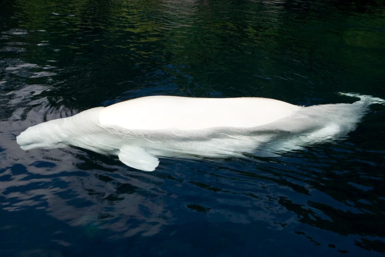 an polar bear swimming through the water of a lake