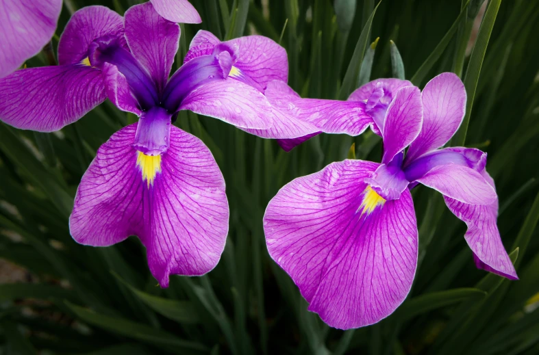 purple flowers growing close together in a plant