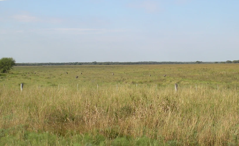 grassy field filled with large trees and bushes