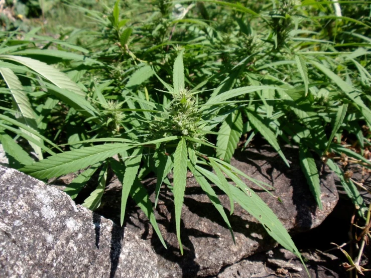 a lush green plant sits on top of some rocks