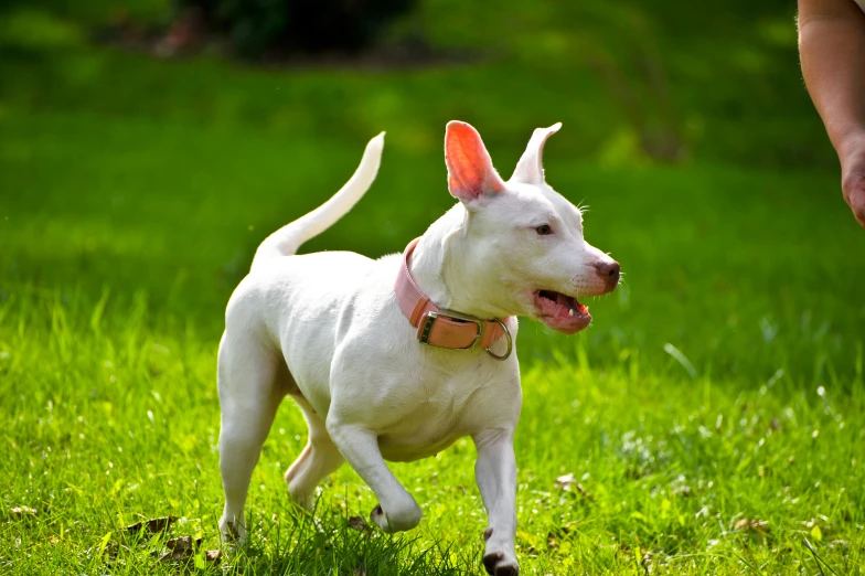 a white dog walking across a lush green field