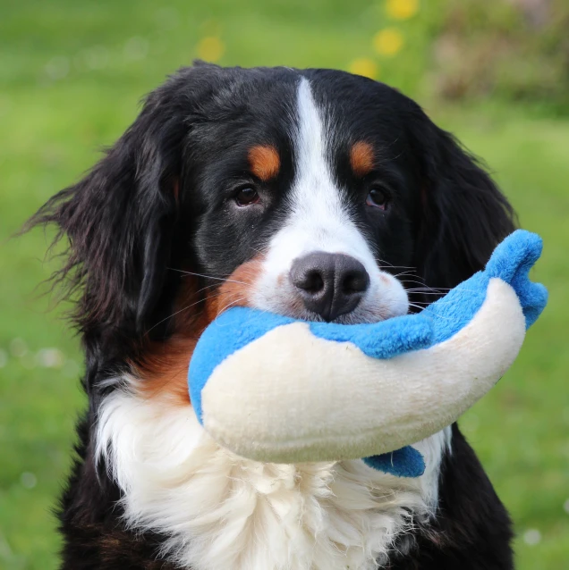 a dog chewing on an item that is in its mouth