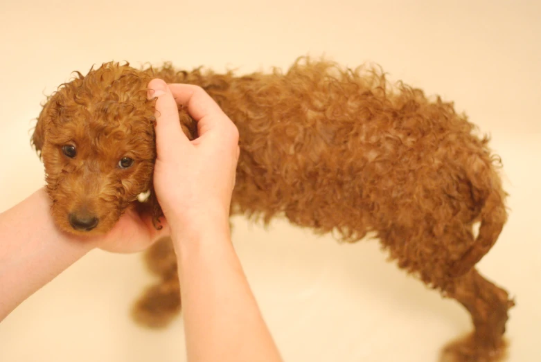 a small brown dog that is being held by someone