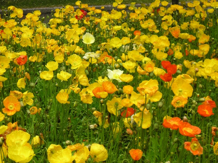 some orange and yellow flowers are in a field