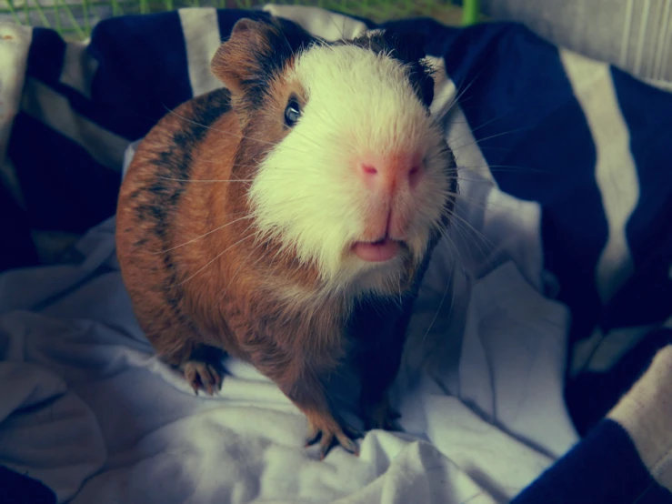 there is a rodent sitting on a blanket in a cage