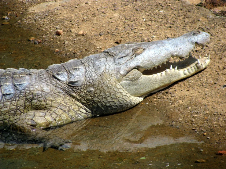 an image of a crocodile alligator in the water