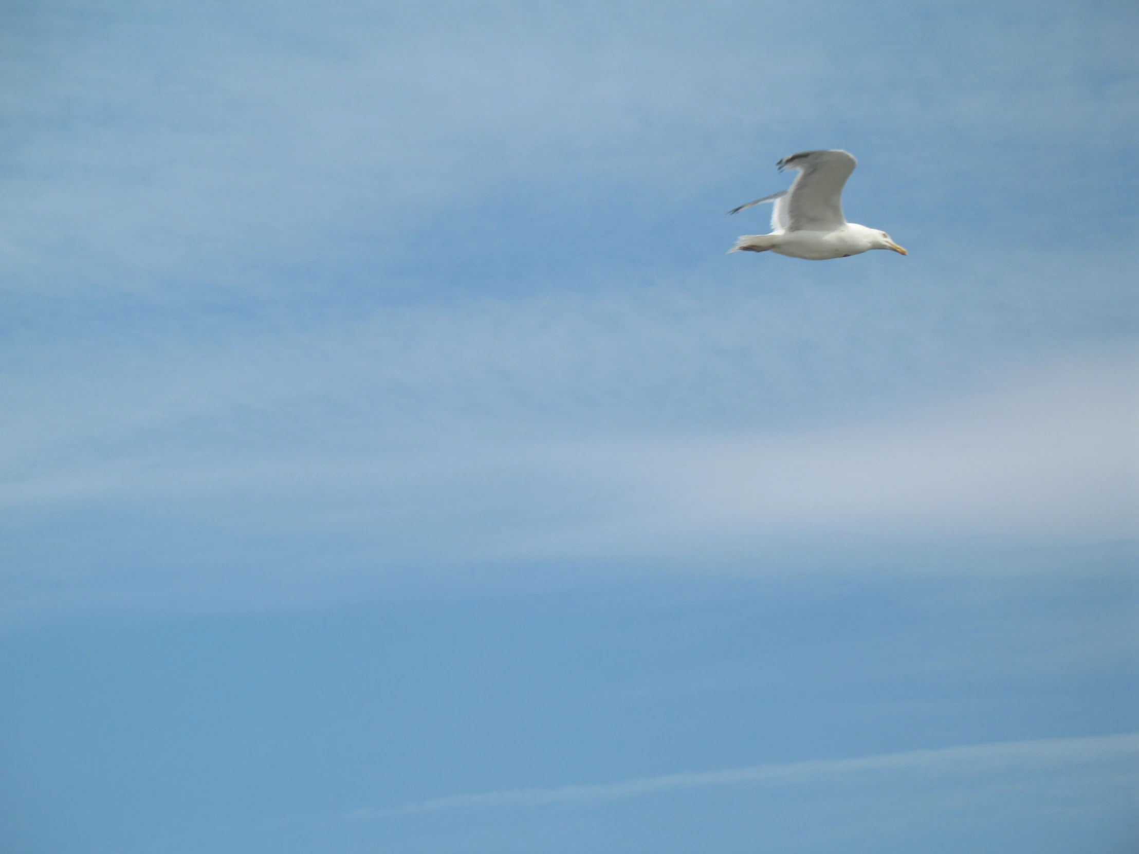 bird flying in the air on a clear day