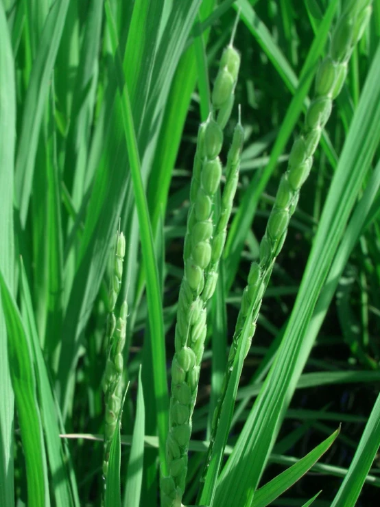 the stem of wheat has tiny seed heads