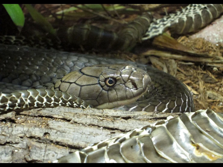 a gray snake with an intricate design on its face