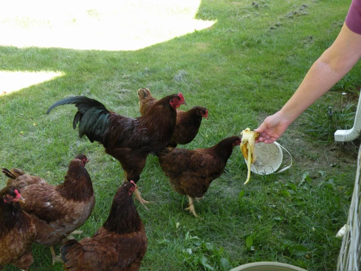 there are chickens standing and eating off of the ground