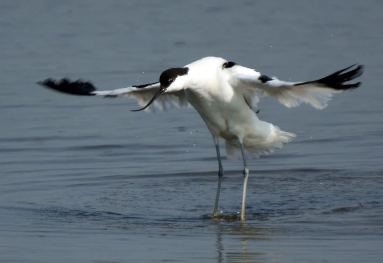 a white and black bird flies over water