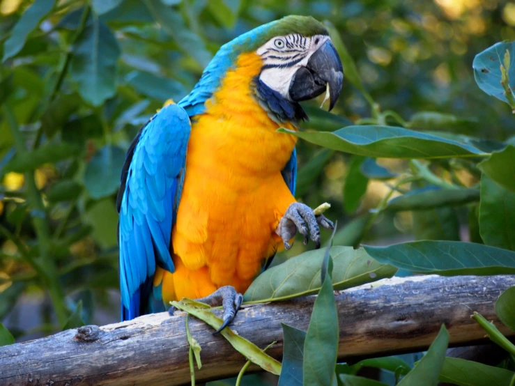 a colorful bird perched on a nch with leaves