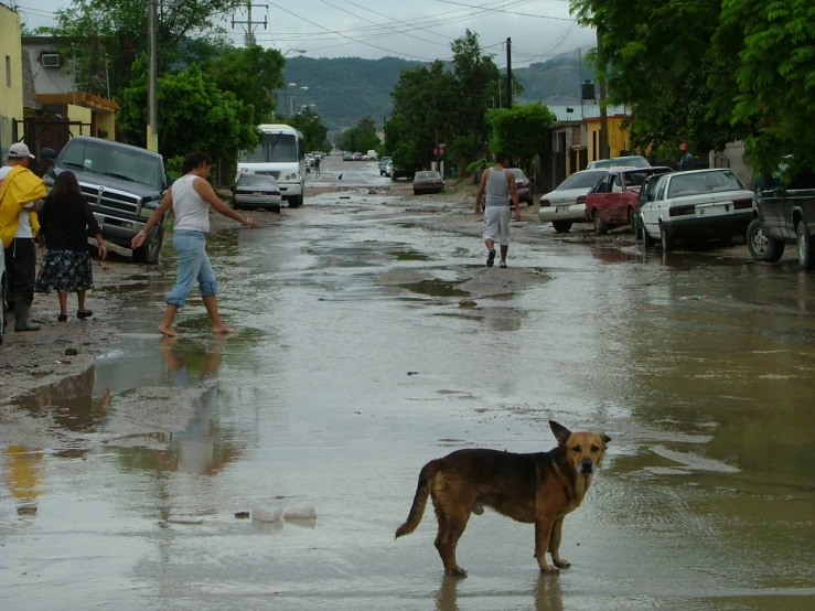 people and dogs walking on a flooded street
