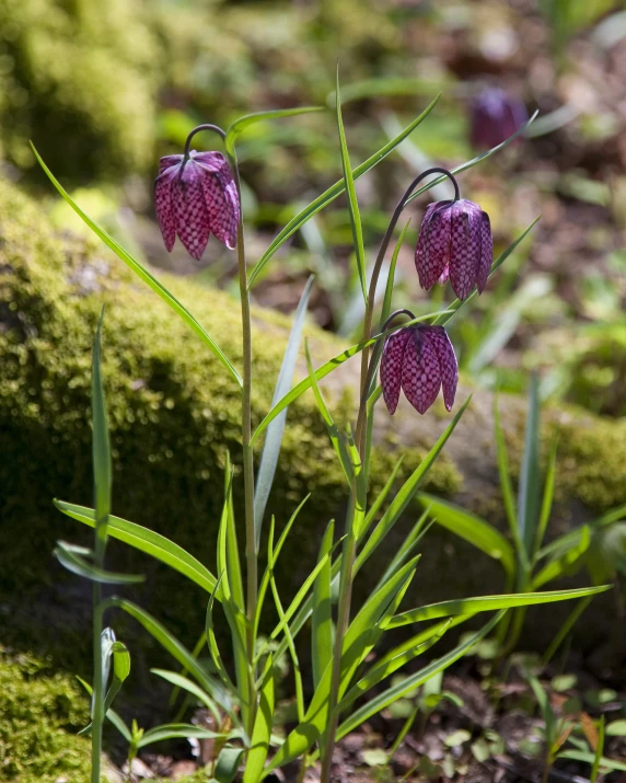 purple flowers sitting next to the moss on the ground