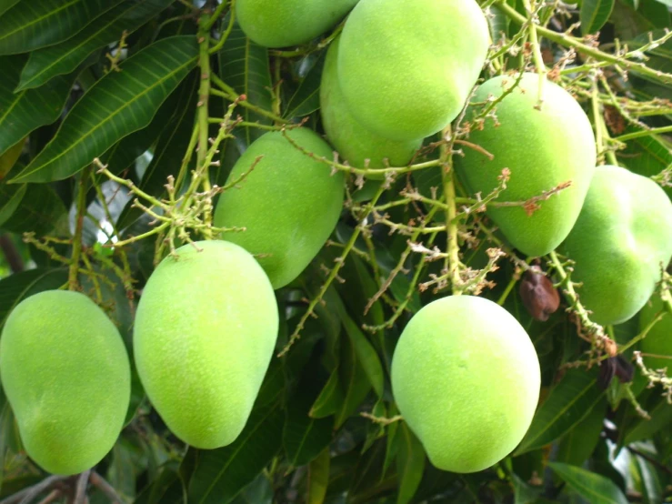 several pieces of fruit on the nches of a tree