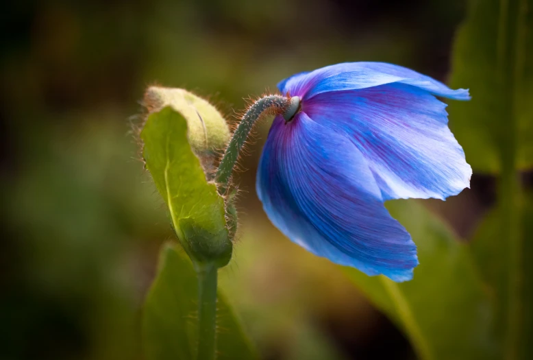 a single blue flower with an open bud in its center